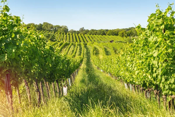 Wijngaard Rijen Van Stad Wenen Oostenrijk Noordelijke Grinzing Gebied — Stockfoto