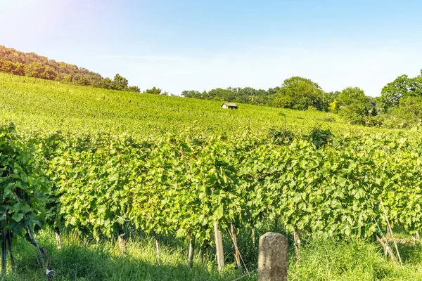 Rangées Vignobles Ville Vienne Autriche Dans Zone Nord Grinzing — Photo