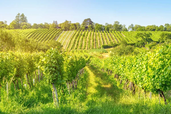 Rangées Vignobles Ville Vienne Autriche Dans Zone Nord Grinzing — Photo