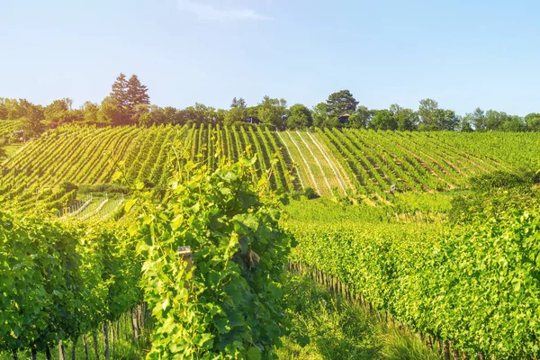 Rangées Vignobles Ville Vienne Autriche Dans Zone Nord Grinzing — Photo