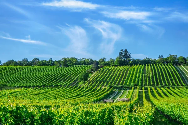 Vue Grand Angle Rangées Vignobles Ville Vienne Autriche Dans Zone — Photo