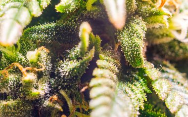 Close up Macro of female Cannabis flower with a high production of cannabinoid resin clipart