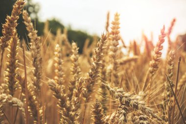 Buğday arpası tarlası Yazın sonunda tahıllar kapanıyor