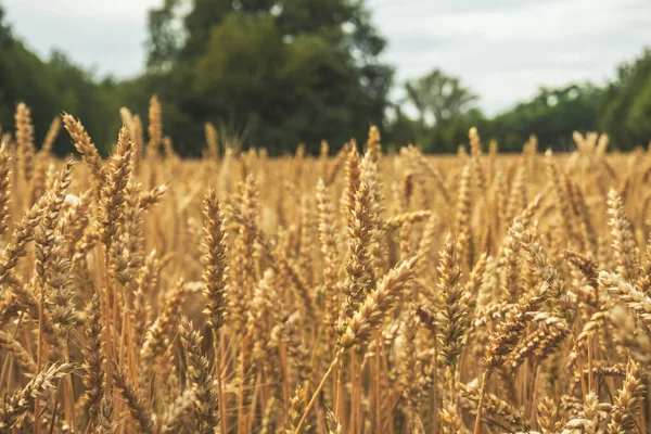 Στάρι Barley Πεδίο Αυτιά Κοντά Των Σιτηρών Στα Τέλη Του — Φωτογραφία Αρχείου