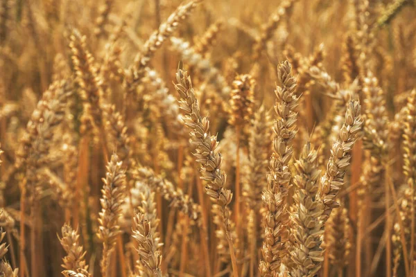 Στάρι Barley Πεδίο Αυτιά Κοντά Των Σιτηρών Στα Τέλη Του — Φωτογραφία Αρχείου