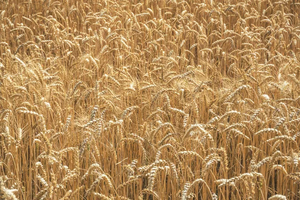 Στάρι Barley Πεδίο Αυτιά Κοντά Των Σιτηρών Στα Τέλη Του — Φωτογραφία Αρχείου