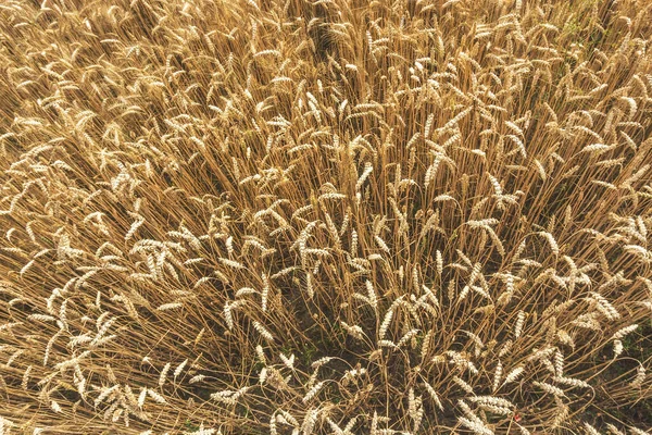 夏末小麦大麦田里耳朵的俯瞰 — 图库照片