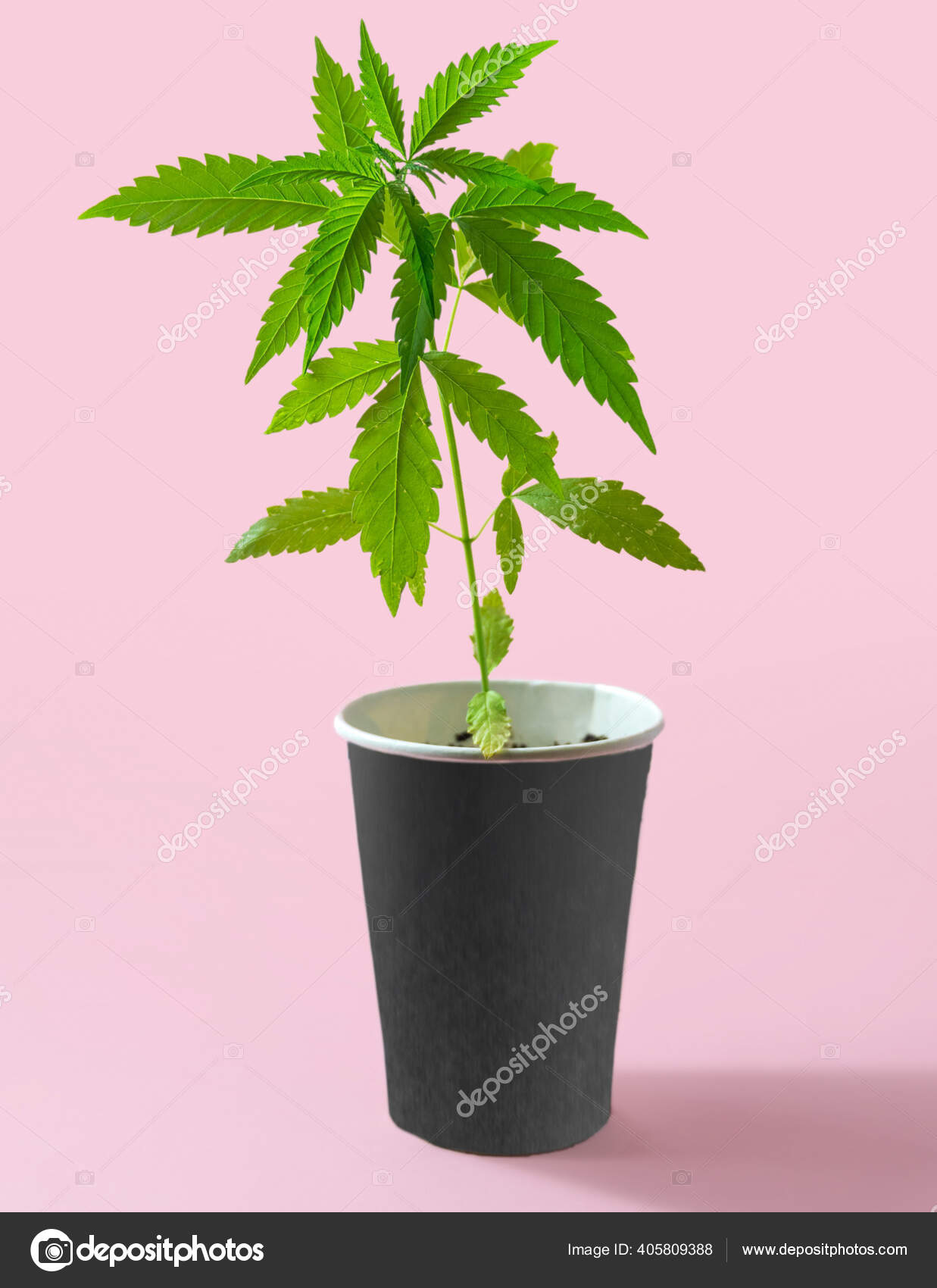 Cannabis em vaso fotos de stock, imágenes de Cannabis em vaso royalties | Depositphotos