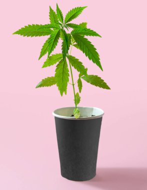 Genç saksı kenevir bitkisi pembe arka planda izole edilmiş tek bardaklarda.
