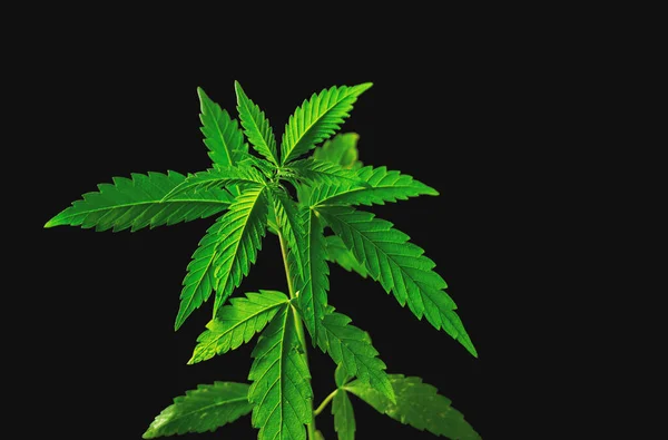 Unga Medicinska Cannabis Växt Närbild Isolerad Svart Bakgrund — Stockfoto