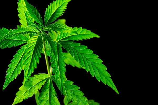 若い医療大麻植物は黒の背景に隔離された — ストック写真