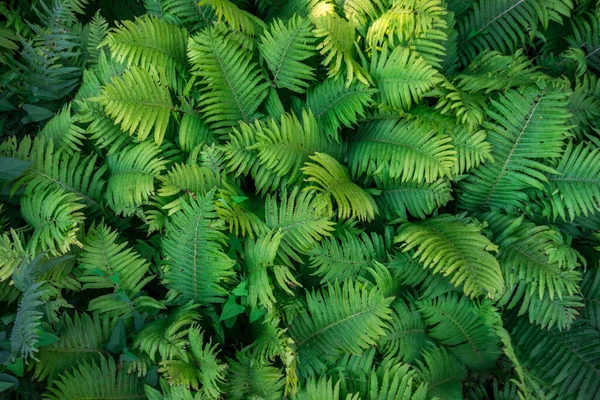 Overhead View Lush Green Ferns — Stock Photo, Image