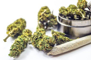 Beyaz, çiçek tomurcukları öğütücü, tıbbi veya eğlence amaçlı marihuana konsepti