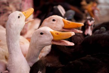 Yerel pazarda satılacak kazlar, akşam yemeği için eve götürülecek.