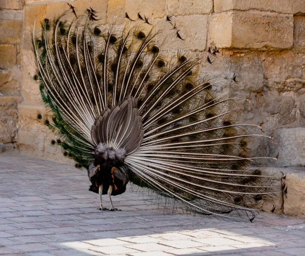 Pavão Começa Expandir Sua Cauda Por Cintilação Agitação Até Totalmente — Fotografia de Stock