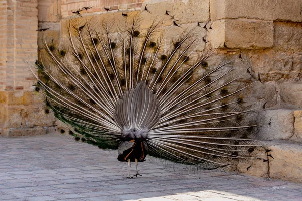 Pavão Começa Expandir Sua Cauda Por Cintilação Agitação Até Totalmente — Fotografia de Stock