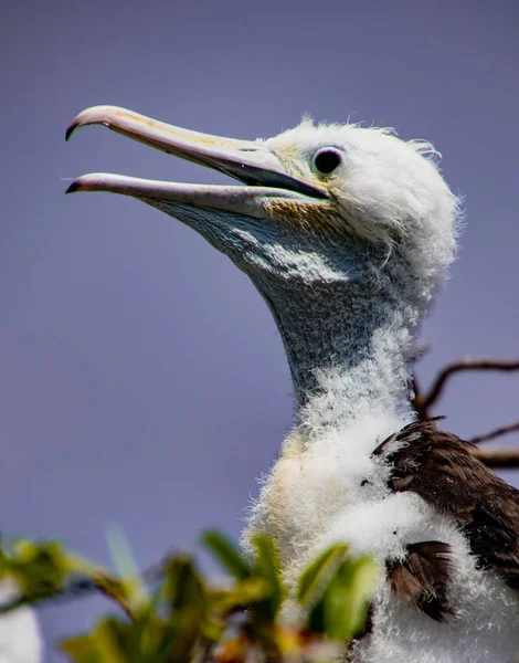 Babby frigate bird waits for parent to return with food