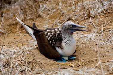 Mavi ayaklı sümsük kuşu, Ekvador açıklarındaki Isla Plata 'da yumurtalara oturur.