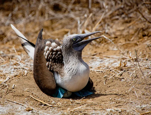 Blue Footed Booby Sits Eggs Isla Plata Coast Ecuador — Stock Photo, Image