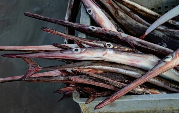 Cestas Aguja Nariz Garfish Recién Capturado Listo Para Destripamiento — Foto de Stock