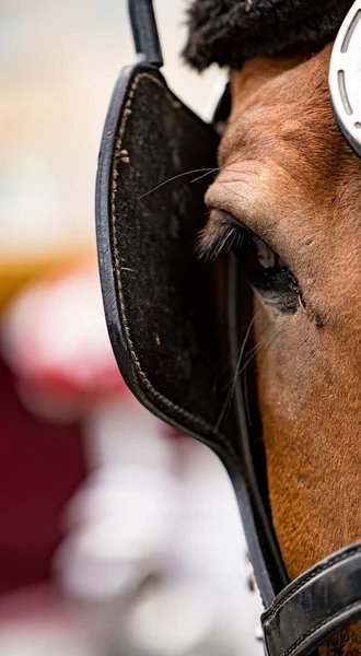 Close-up of eye of a horse wearing blinders — Stock Image Close Eye Horse Wearing Blinders Royalty Free Stock Photos