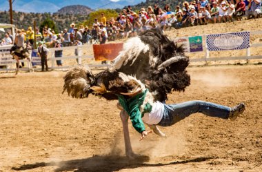 Reno, Nevada - 8 Eylül 2012: Emu yarışları