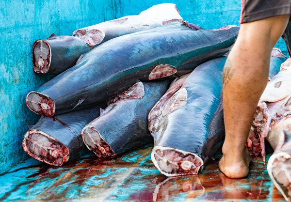 Puerto López Ecuador Agosto 2016 Cuerpos Tiburón Apilados Camión Preparados — Foto de Stock