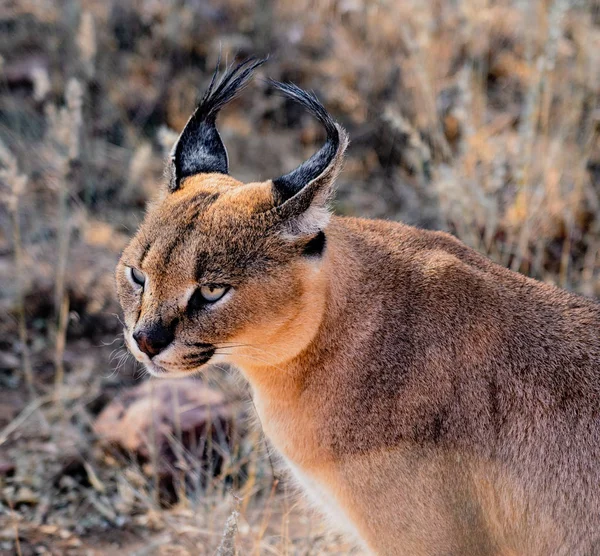 Gatto Caracal Guarda Scansioni Suo Dintorni Cibo — Foto Stock