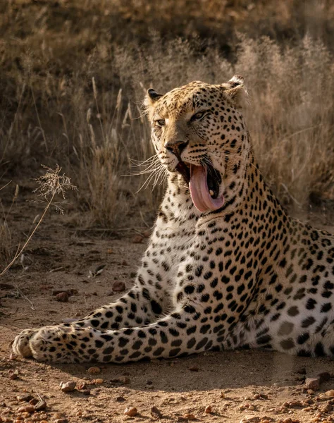 Perfil Leopardo Lamiéndose Cara Namibia — Foto de Stock