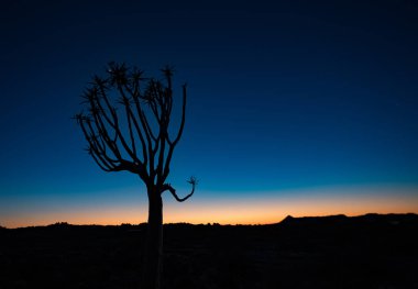 Quivertrees Namibya çöllerine özgüdür.