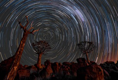 Namibya 'da yıldız izleri titrek ağaçların üzerinde daire çiziyor