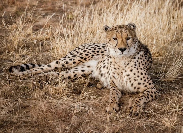 Guepardo Adulto Yace Hierba Seca Namibia — Foto de Stock