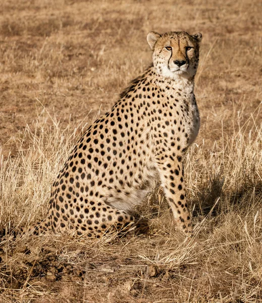 Cheetah Adulto Senta Varre Seu Entorno Namíbia — Fotografia de Stock