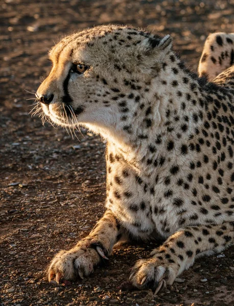 Close Profiel Van Volwassen Cheeta Namibië — Stockfoto
