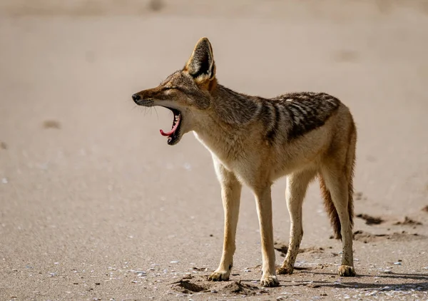 Jackal Yawns Sandy Beach Namibia — Stock Photo, Image