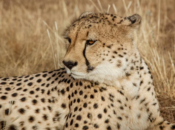 Adult Cheetah Lies Dry Grass Namibia Stock Image