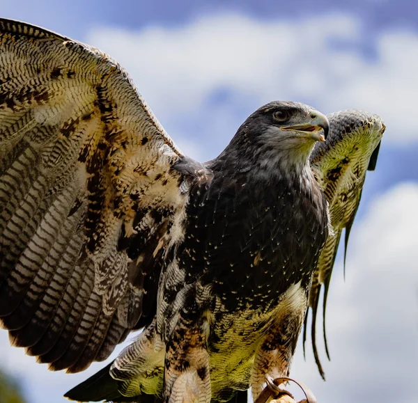 Buzzard Aigle Poitrine Noire Surveille Son Domaine Dans Centre Sauvetage — Photo