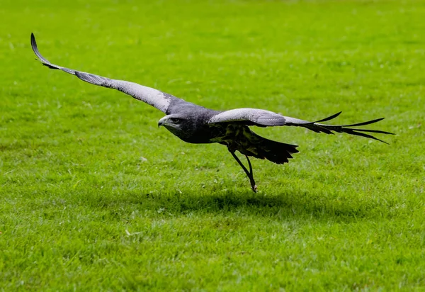 Black Chest Buzzard Eagle Vuela Bajo Sobre Hierba Acercándose Presa —  Fotos de Stock