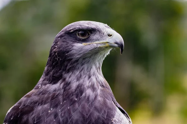 Gros Plan Tête Aigle Buse Poitrine Noire Dans Centre Sauvetage — Photo