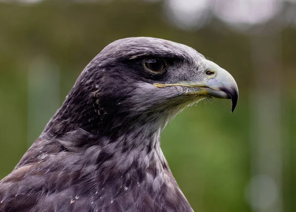 Close Cabeça Buzzard Eagle Black Chested Centro Resgate Pássaros Equador — Fotografia de Stock