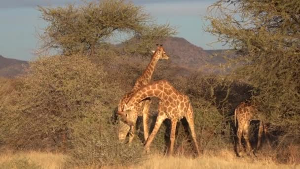 Zwei Junge Männliche Giraffen Streiten Ein Weibchen — Stockvideo