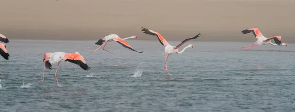 Flamingos in flight over a salt marsh in Namibia