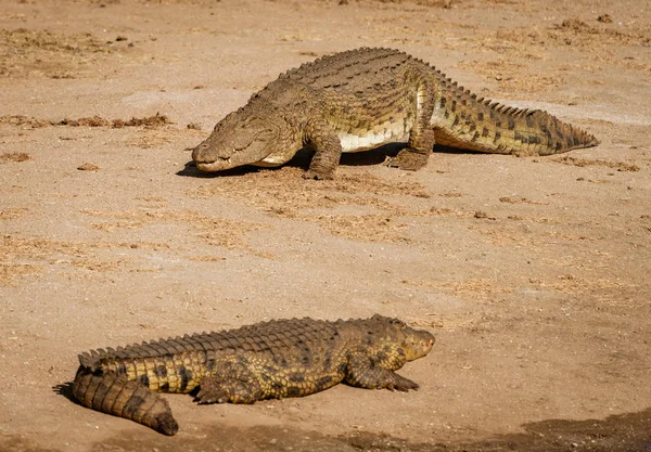 Dwa Krokodyle Brzegu Rzeki Namibii — Zdjęcie stockowe