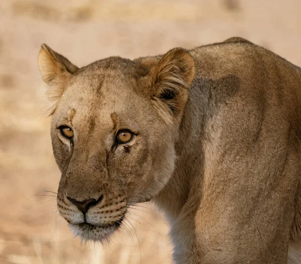 Mujer León Camina Través Sapo Tierra Botswana —  Fotos de Stock