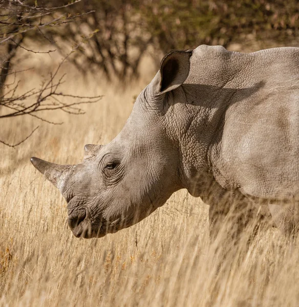 Solo Rinoceronte Blanco Encuentra Camino Tierra Namibia —  Fotos de Stock
