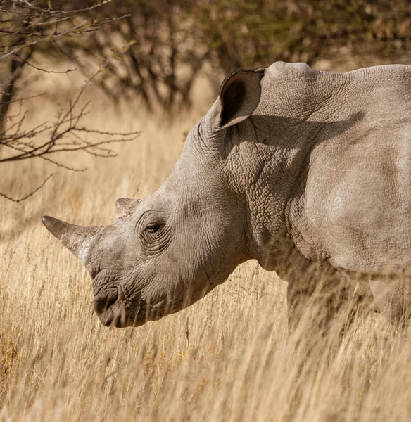 Single Witte Neushoorn Staat Een Onverharde Weg Namibië — Stockfoto