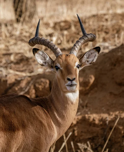 Impala Maschio Adulto Guarda Intorno Namibia — Foto Stock