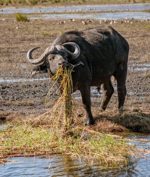 在纳米比亚的沼泽地吃河马草 — 图库照片