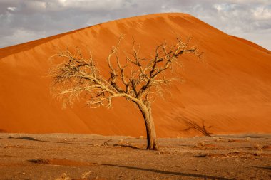 Dormant tree sits under a giant sand dune in the Winter in Namibia clipart