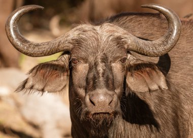 Botswana'da fotoğrafçı tek cape buffalo bakar